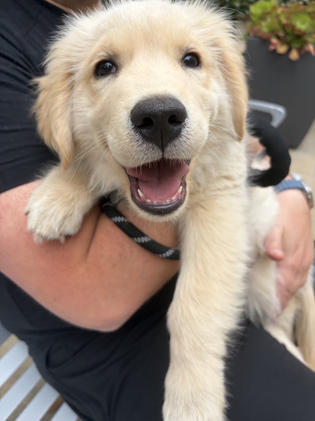Ozzy the golden retriever puppy on the day he came home