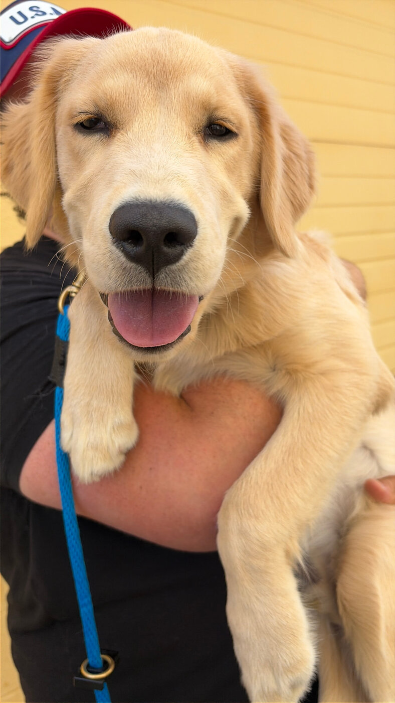 Ozzy the golden retriever puppy, happy as ever